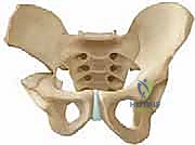 تطبيق الطعم العظمي في ديجا