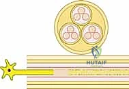 تحرير العصب الداخلي - خطوة 1