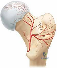 تأثير الانحشار على الغضروف المفصلي
