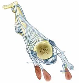 المثبتات الديناميكية والأوتار الباسطة لليد