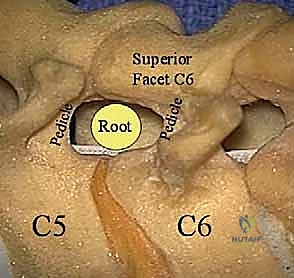 تشريح العمود الفقري العنقي والأعصاب