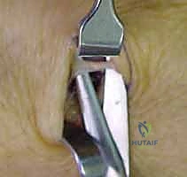 Illustration of reprinted from hunt - Dr. Mohammed Hutaif