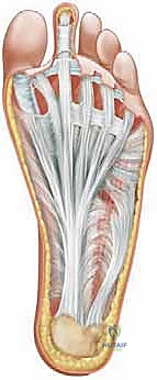 التواء الكاحل المتكرر بسبب القدم الجوفاء