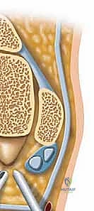 إدخال المنظار والأدوات الجراحية عبر المداخل الخلفية للكاحل