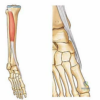 التشريح التفصيلي لعظام القدم