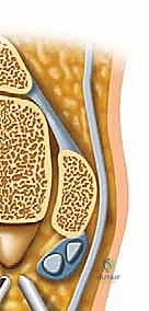 أهمية التصوير الطبي في تشخيص مفصل تحت الكاحل