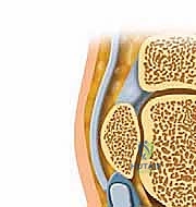 تشريح مفصل تحت الكاحل