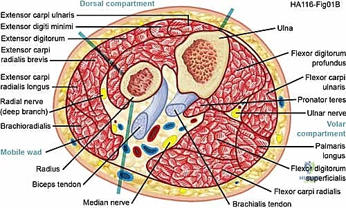 تشريح الحيز العضلي والضغط المتزايد