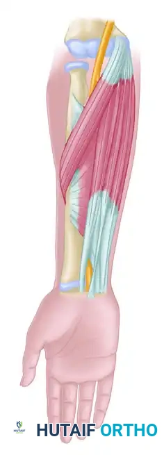 Surgical Approach to the Median Nerve: Extensile Exposures, Techniques, and Clinical Outcomes