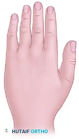 Hutaifortho's Orthopaedic Diagram