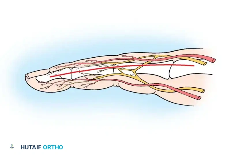 Branches of palmar proper digital artery