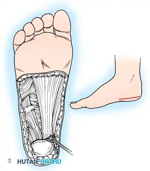 Hutaifortho's Orthopaedic Diagram