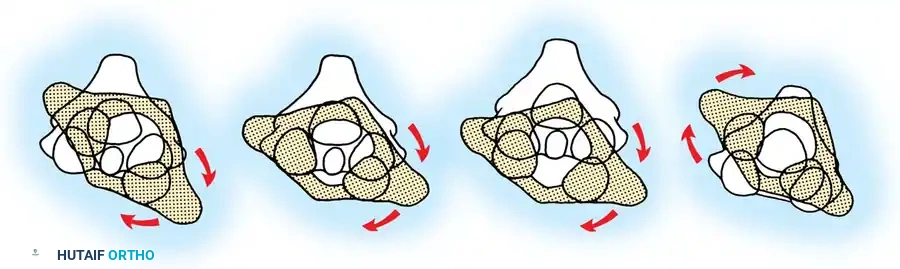 Hutaifortho's Orthopaedic Diagram