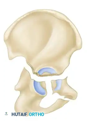 Hutaifortho's Orthopaedic Diagram