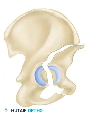 Hutaifortho's Orthopaedic Diagram