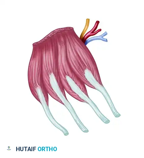 Masterclass: Composite Rib Grafts & Foot Free Flaps
