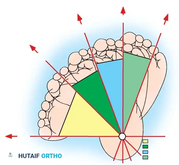 Hutaifortho's Orthopaedic Diagram