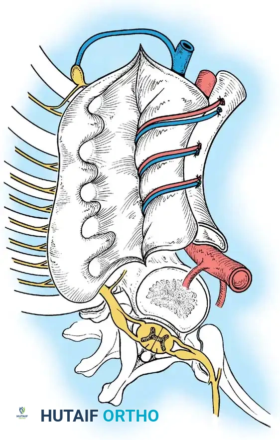 Surgical Diagram: Anterior Grafting Complete