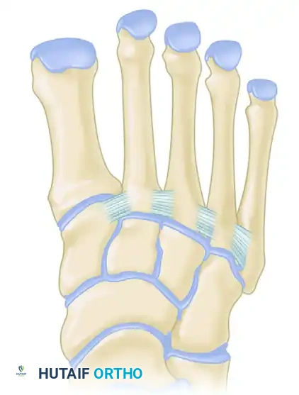 Lisfranc ligament (plantar structure)