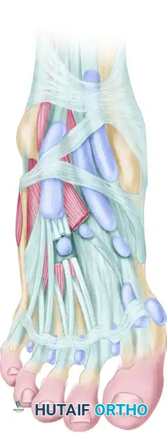 Sheaths of the anterior ankle