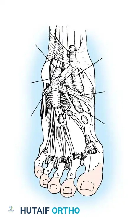 توضيح الأربطة والأوتار في منطقة الكاحل الأمامية