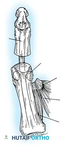 Flexor hallucis longus