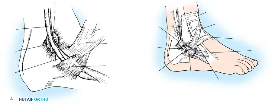 Peroneus longus tendon