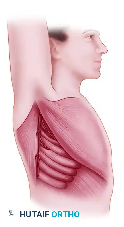 الدليل الشامل لجراحات نقل العضلة المنشارية الأمامية والصدرية الكبرى للترميم