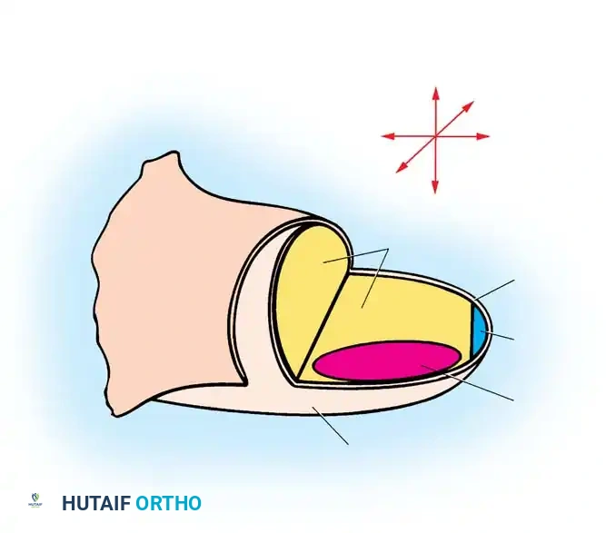 Congenital Upper Extremity Anomalies: Embryology and Transverse Deficiencies