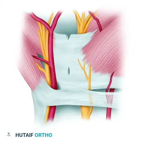 Scope View - Midsection Cut