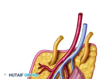FIGURE 63-55 Variations in circulation to first web space.