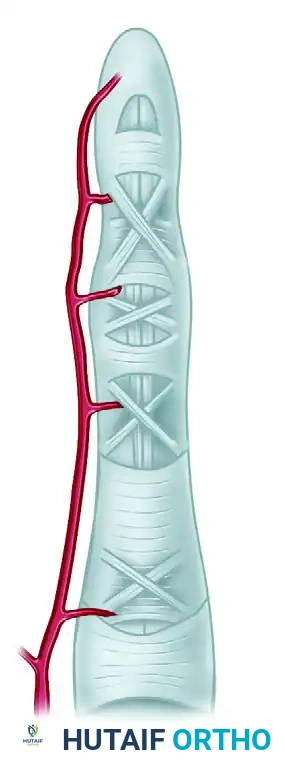 Flexor and Extensor Tendon Injuries: Operative Principles and Techniques
