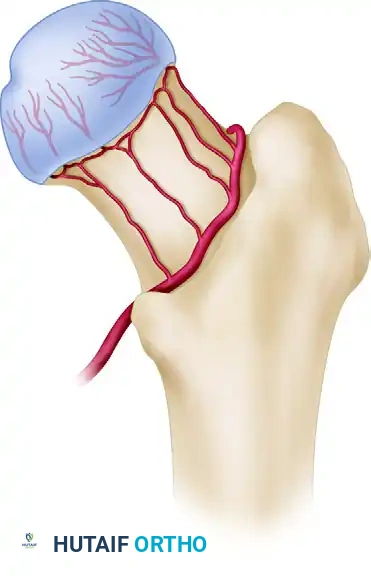 Lateral epiphyseal arterial group