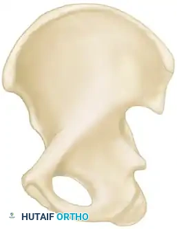 FRACTURES OF ACETABULUM AND PELVIS James L. Guyton • Edward A. Perez Surgical Diagram