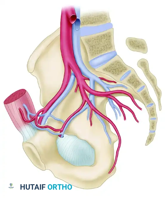 Rectus abdominis muscle