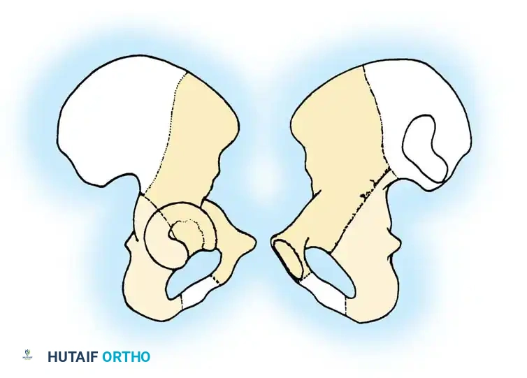 Anterior column