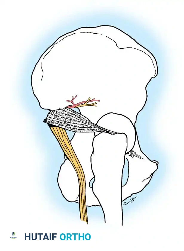 Piriformis