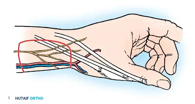 Hutaifortho's Orthopaedic Diagram