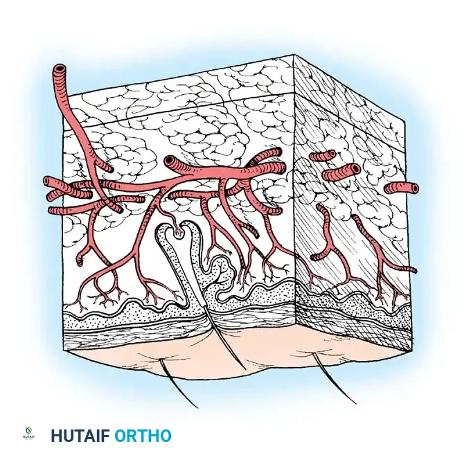 Hutaifortho's Orthopaedic Diagram