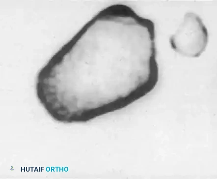 Hutaifortho's Orthopaedic Diagram