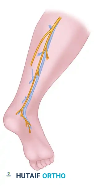 Sural nerve posterolateral to lateral malleolus