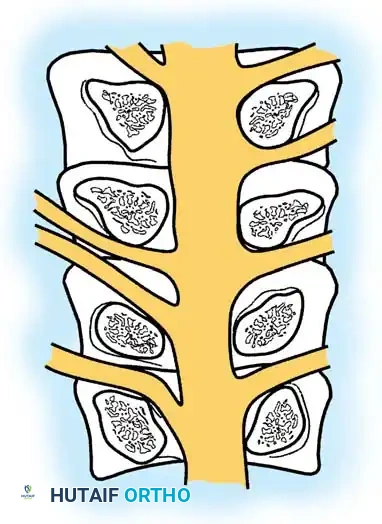 Hutaifortho's Orthopaedic Diagram