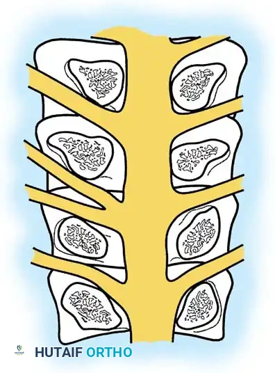 Hutaifortho's Orthopaedic Diagram