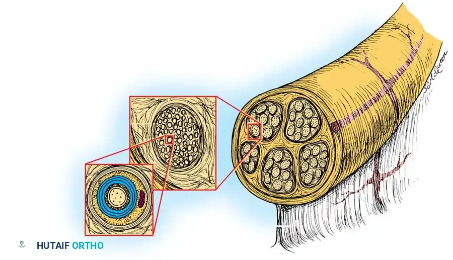 Management of Specific Nerve Injuries: Surgical Techniques