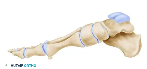 منظر جانبي يوضح مسار القطع العظمي لتجنب اختراق المفصل