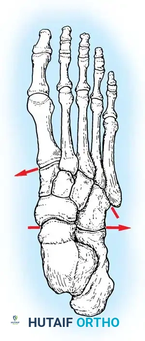 Fig. 86-37 Dorsal view of foot showing contour of tarsometatarsal joints.