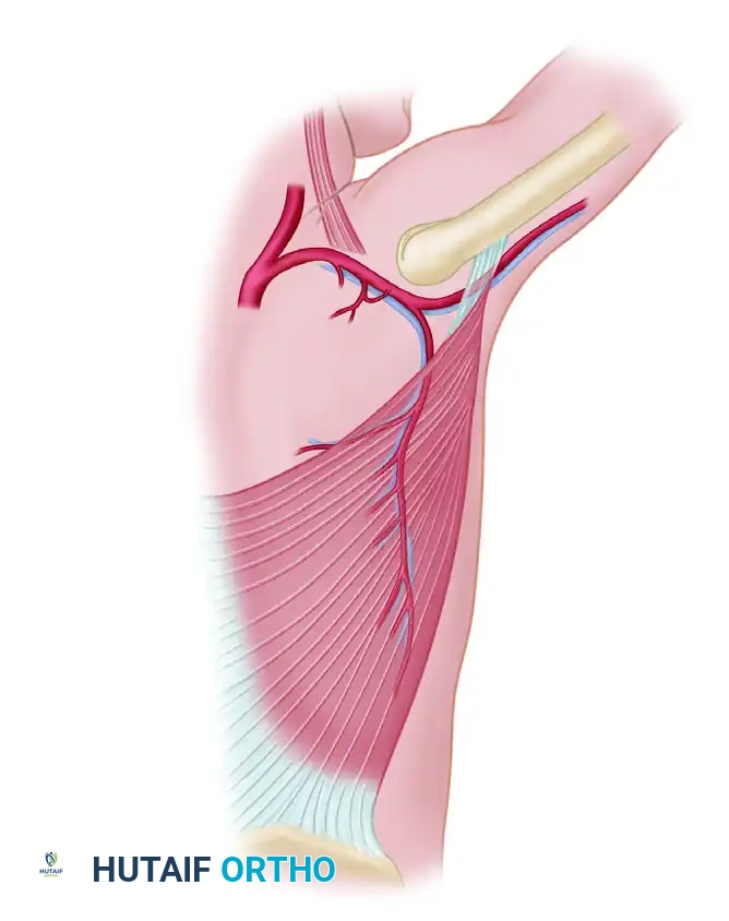 Muscle and Musculocutaneous Free Flaps: Principles and Surgical Techniques