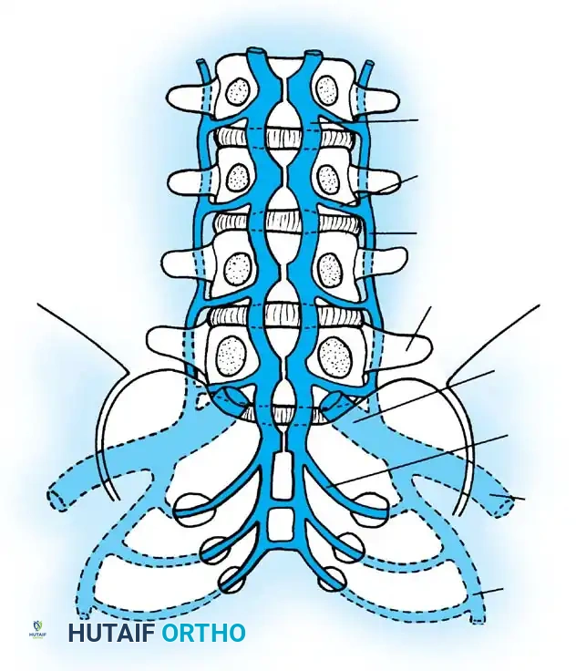 Anterior internal vertebral vein