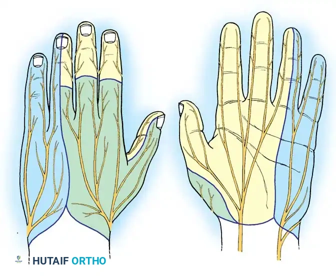 Management of Hand & Wrist Nerve Injuries | Operative Guide