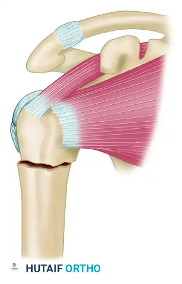 Supraspinatus